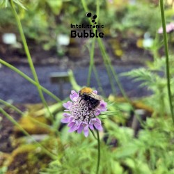 Bubble Flowers Viisi