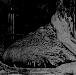 Elephant’s Foot
