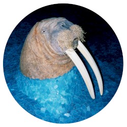 The Walrus EP