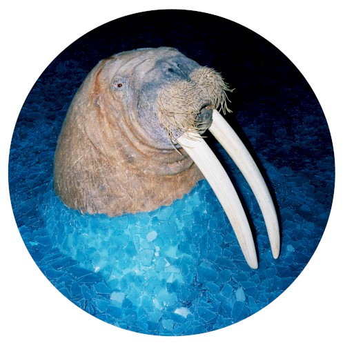 The Walrus EP