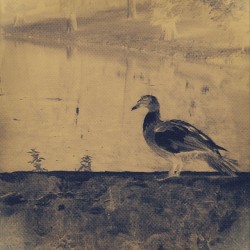 Bird Stone