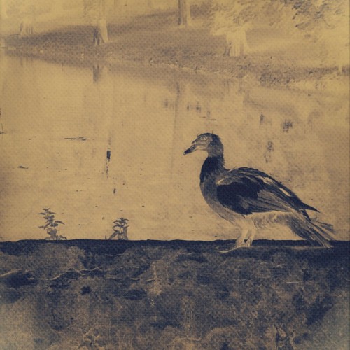 Bird Stone