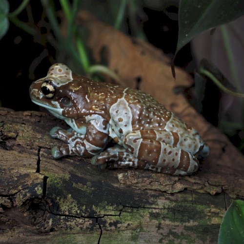 Trachycephalus resinifictrix