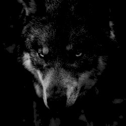 PREY