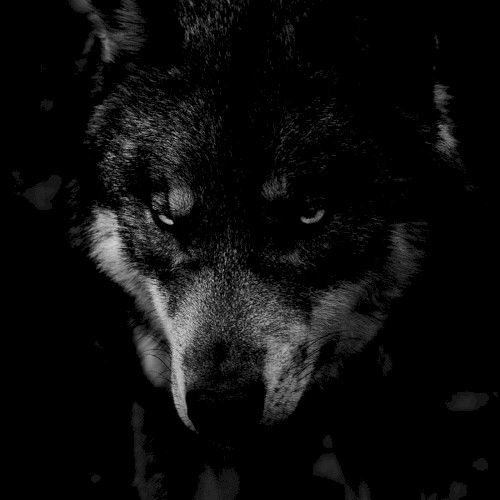 PREY