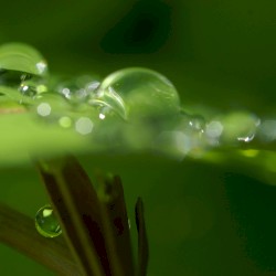 Making Dew