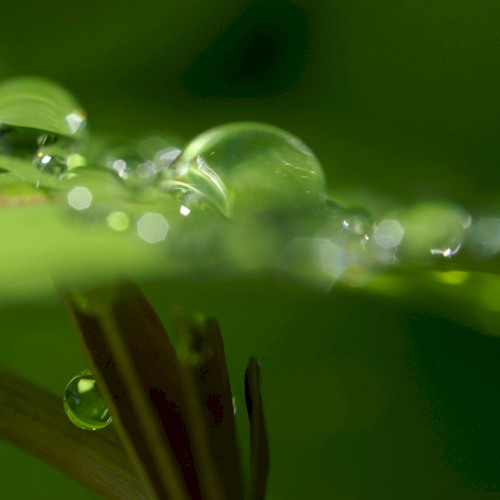 Making Dew