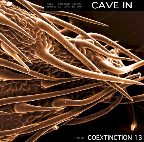 Coextinction Release 13