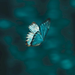 Defeated By A Butterfly
