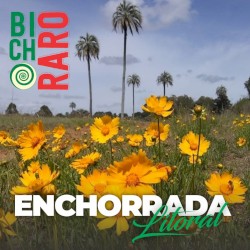 Enchorrada litoral