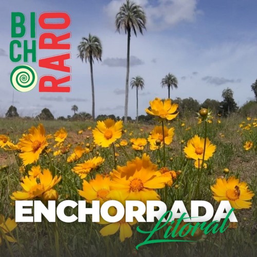 Enchorrada litoral