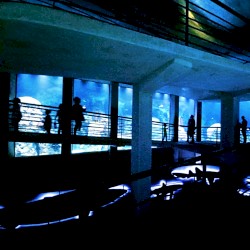 A Day at the Aquarium