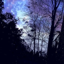 Magical Forest