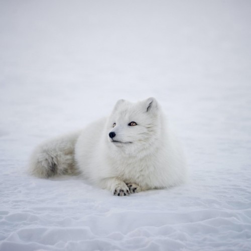 Snowbed