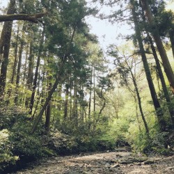 Hayama Ambient 002