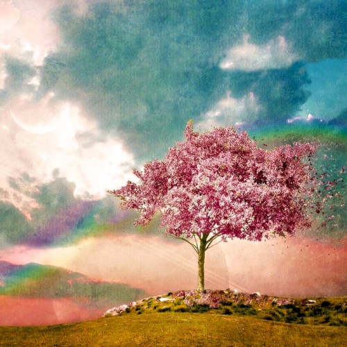 The Pink Fields