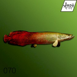 Bamboo