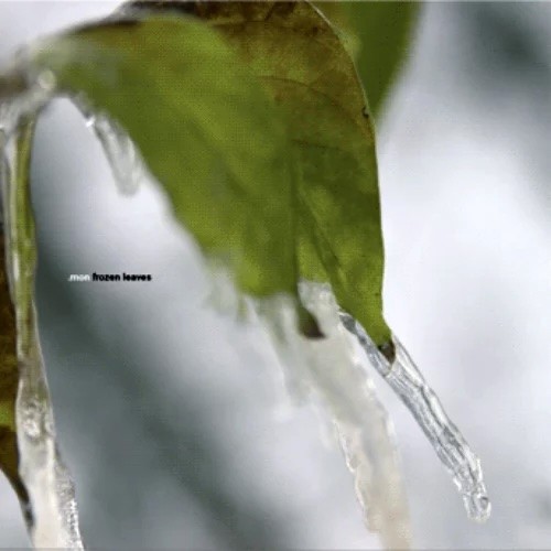 Frozen Leaves