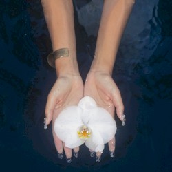 orchids (lullabies)