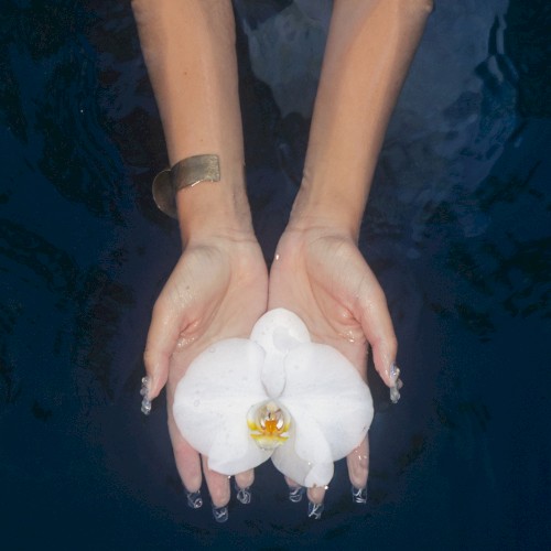orchids (lullabies)
