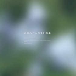 Agapanthus