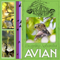 Avian
