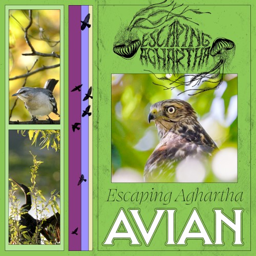 Avian