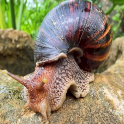 🐌