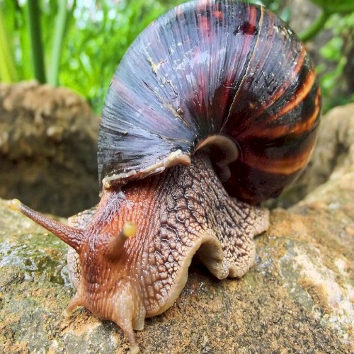 🐌