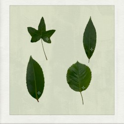 photo synthesis