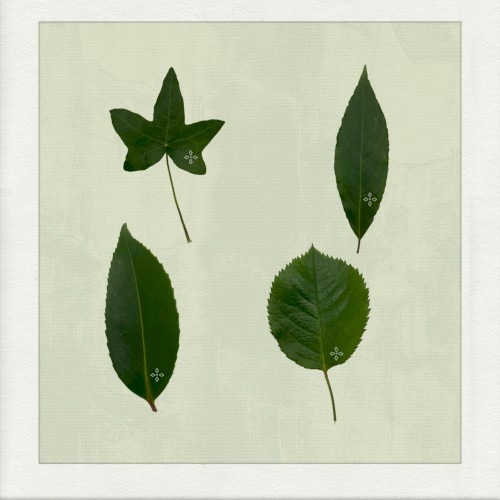 photo synthesis