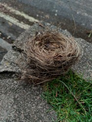 Fallen Nest