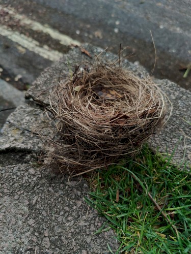 Fallen Nest