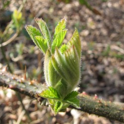 Leaf Unfurling