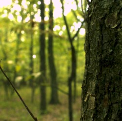 In the Seven Woods