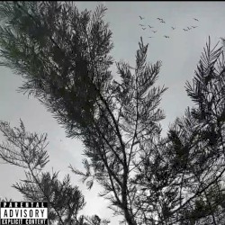 Black Birds