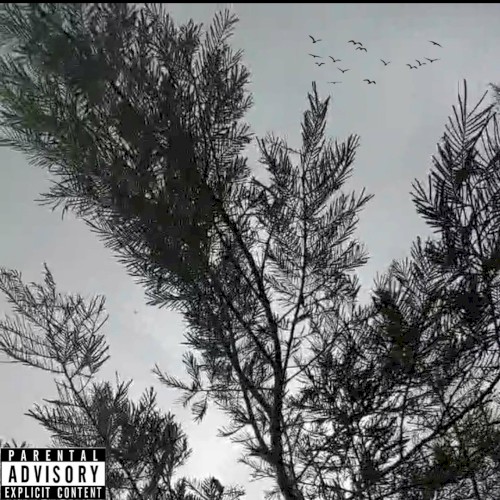 Black Birds