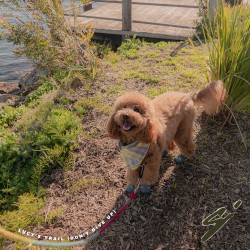 Lucy's Trail (Don't Give Up)