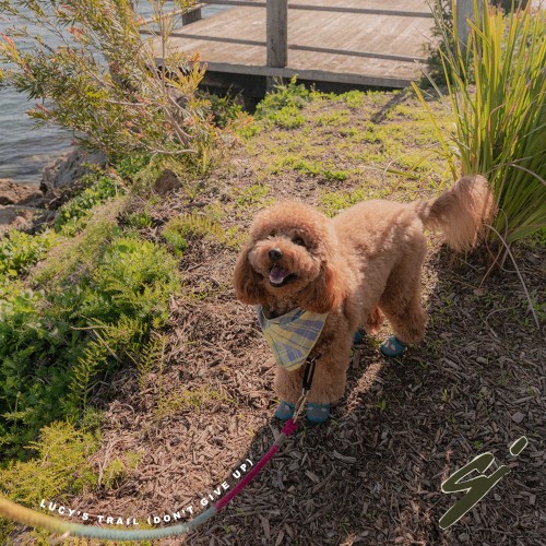 Lucy's Trail (Don't Give Up)