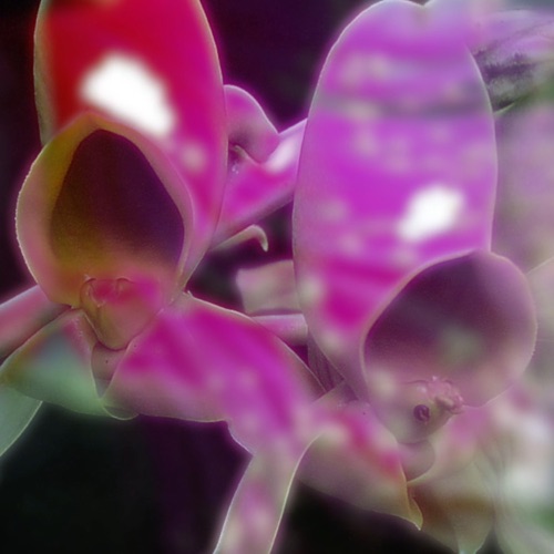 Flora (Baile Funk mix)