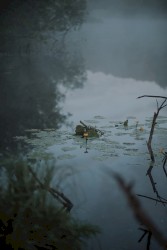 Shelter