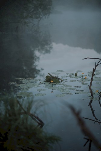 Shelter