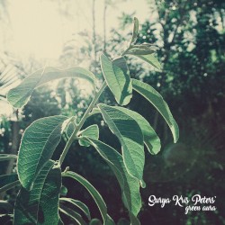 Green Aura