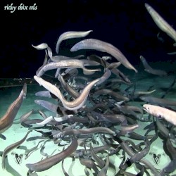 Eels