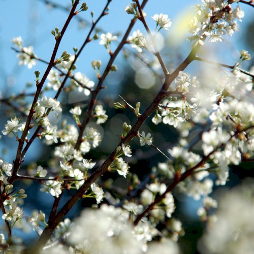Incidents in Spring