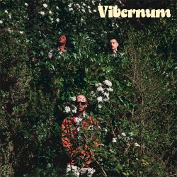 Vibernum