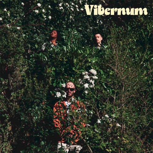 Vibernum