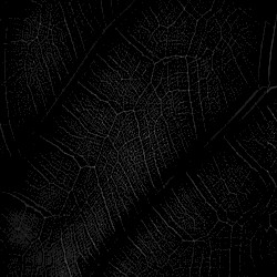 JUNGLE NIGHT