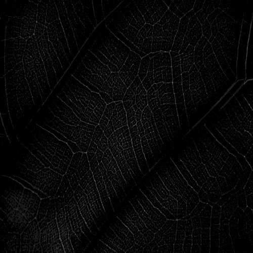 JUNGLE NIGHT