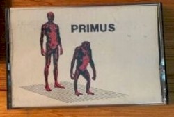Primate